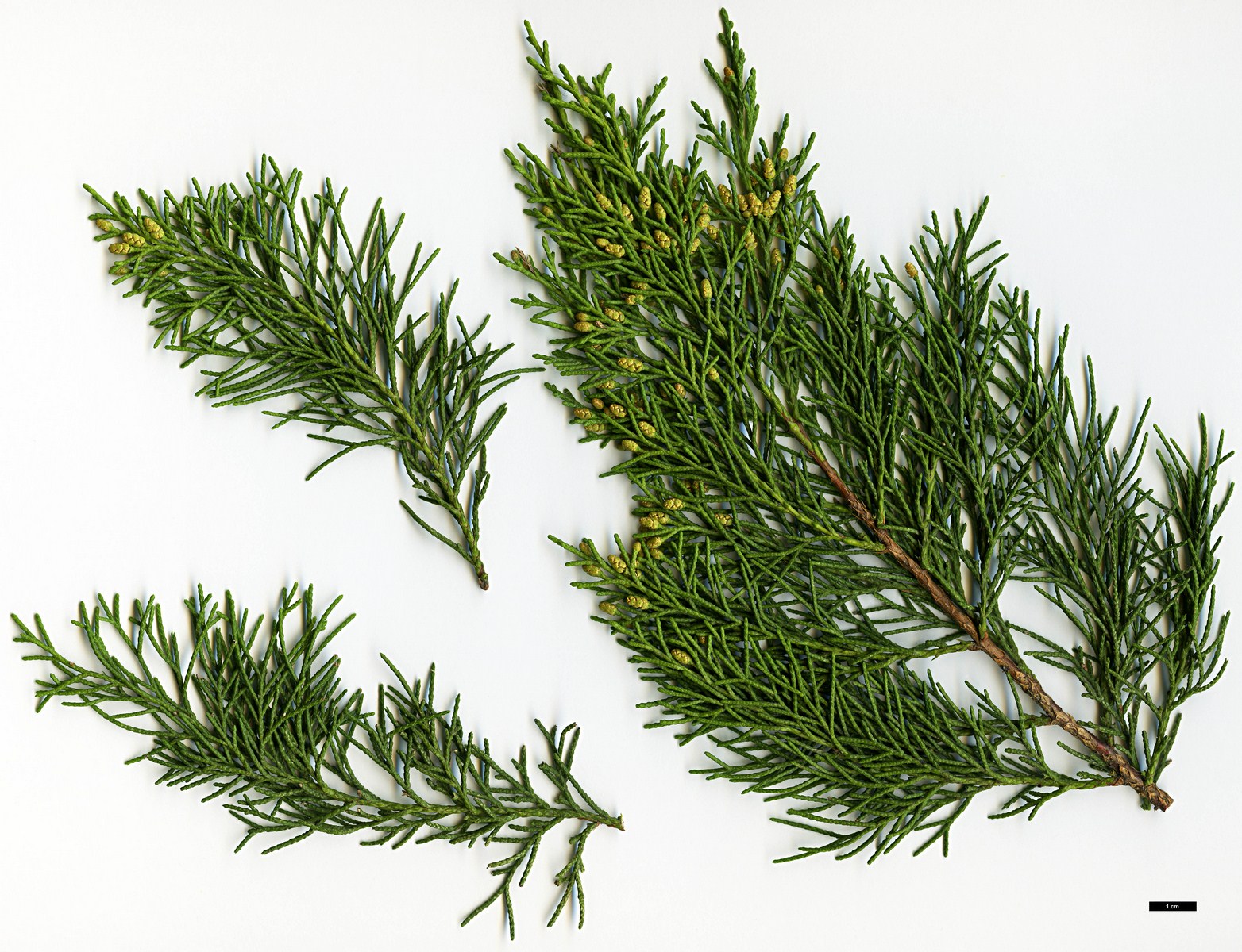 High resolution image: Family: Cupressaceae - Genus: Juniperus - Taxon: virginiana